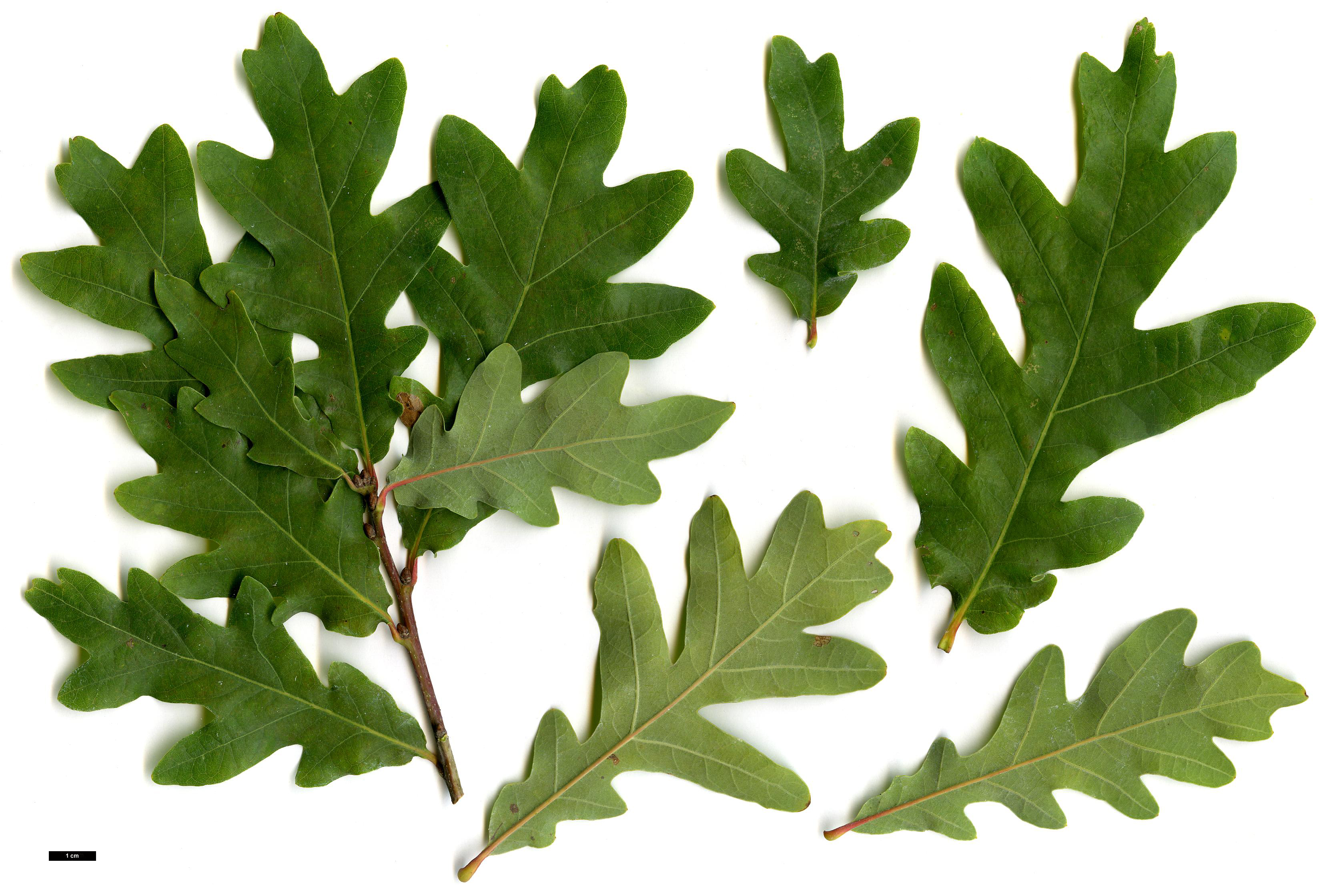 High resolution image: Family: Fagaceae - Genus: Quercus - Taxon: ×bimundorum - SpeciesSub: 'Crimschmidt' (Q.alba × Q.robur)
